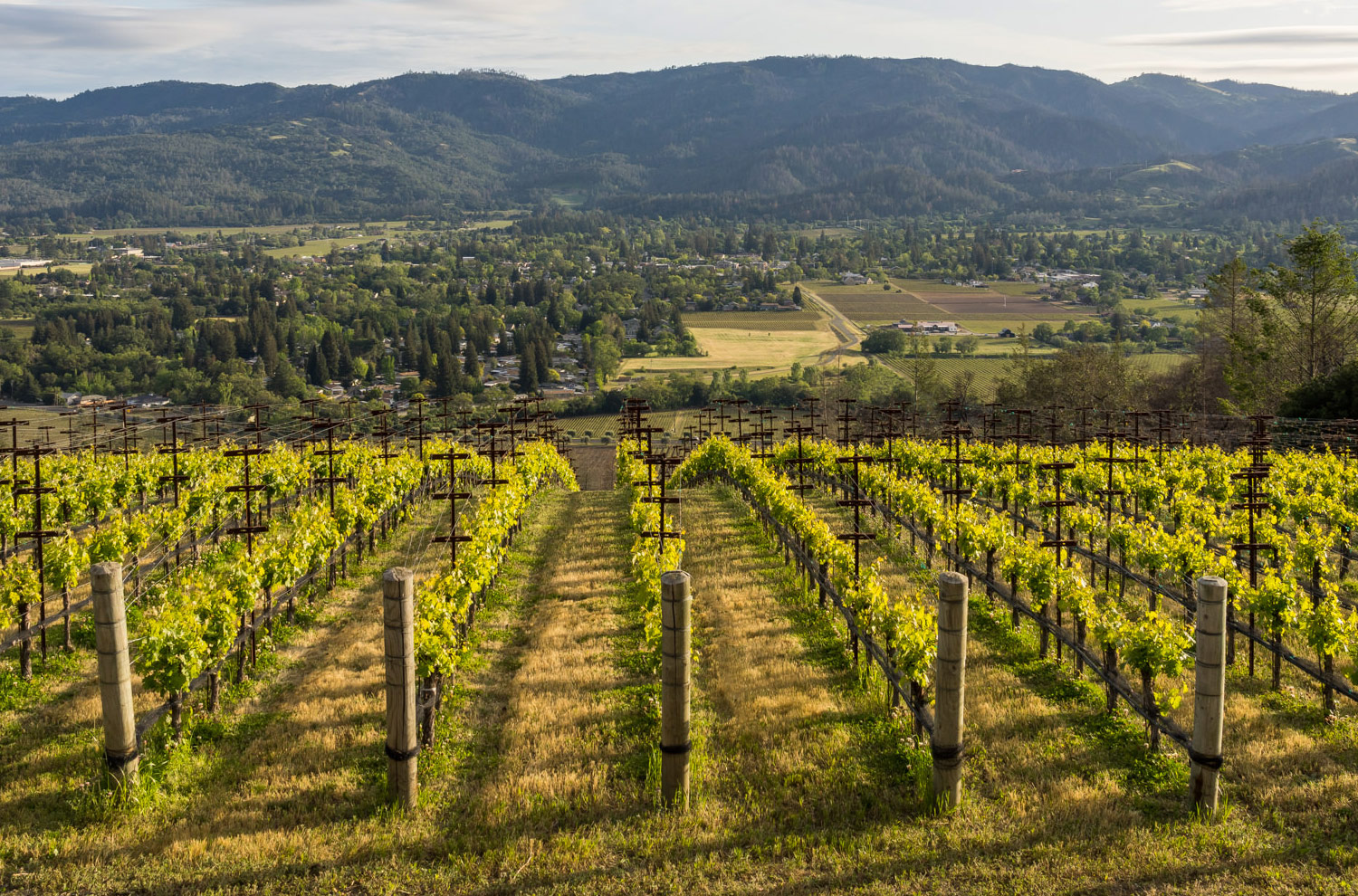 Napa Valley, CA vineyard Vineyard in Napa California